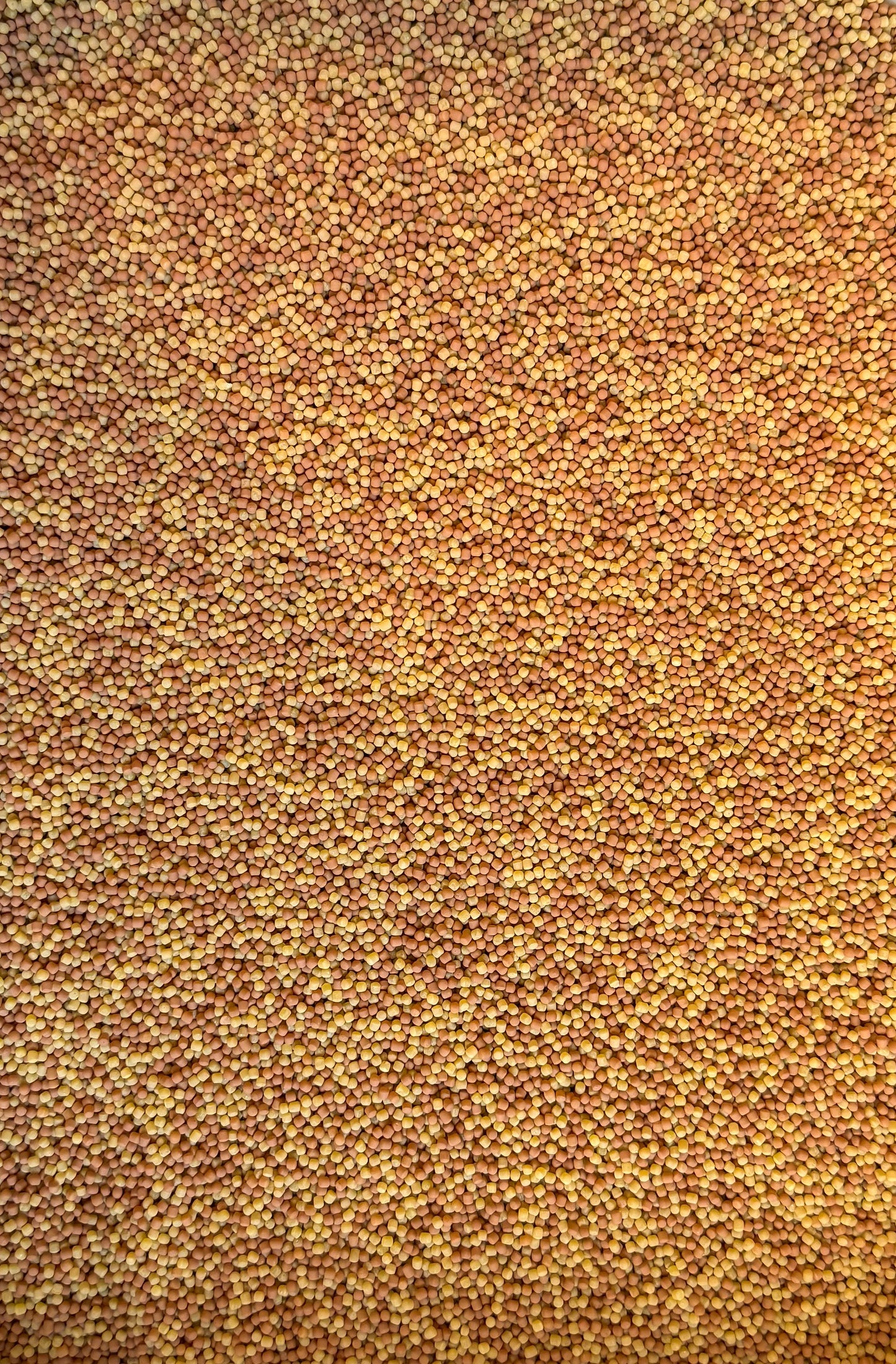 Golden Shore